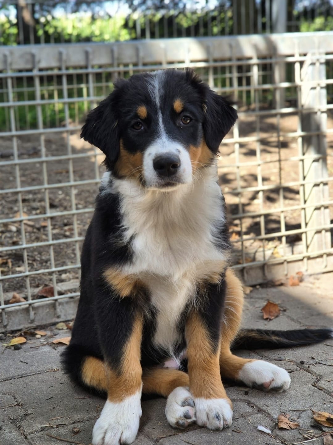 Rosal, Black-Tri Australian Shepherd Welpe, sucht ein Zuhause