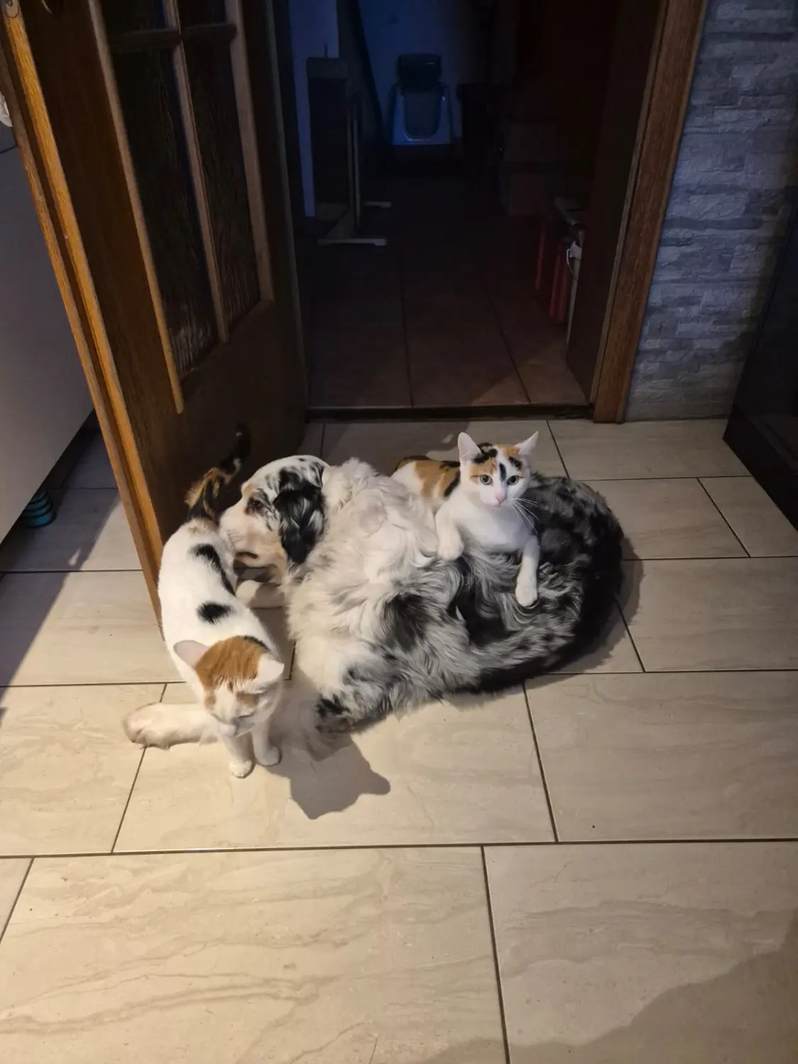 Zwei Kätzchen mit einem Hund von Zachskorn