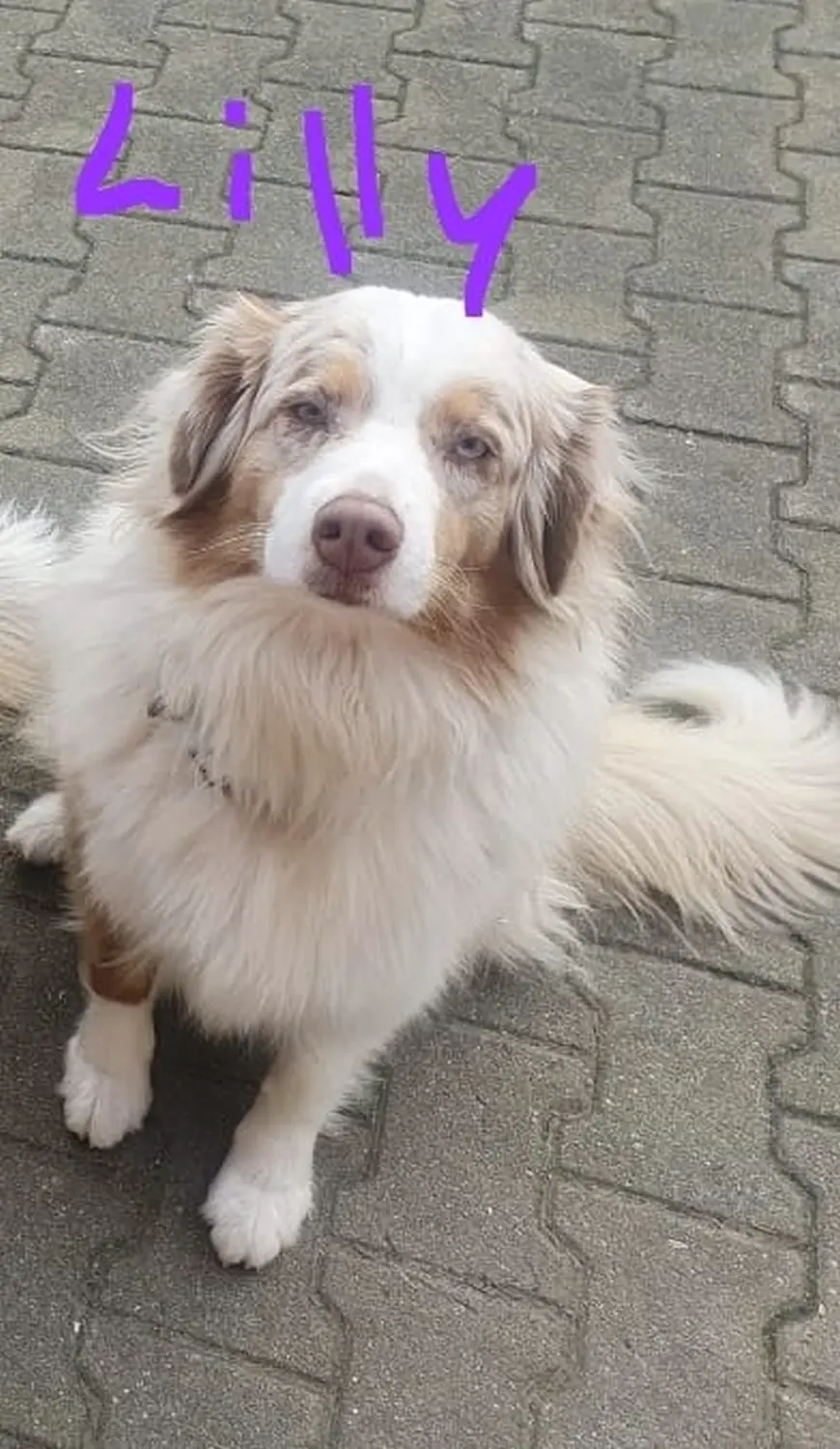 Hund von Zachskorn