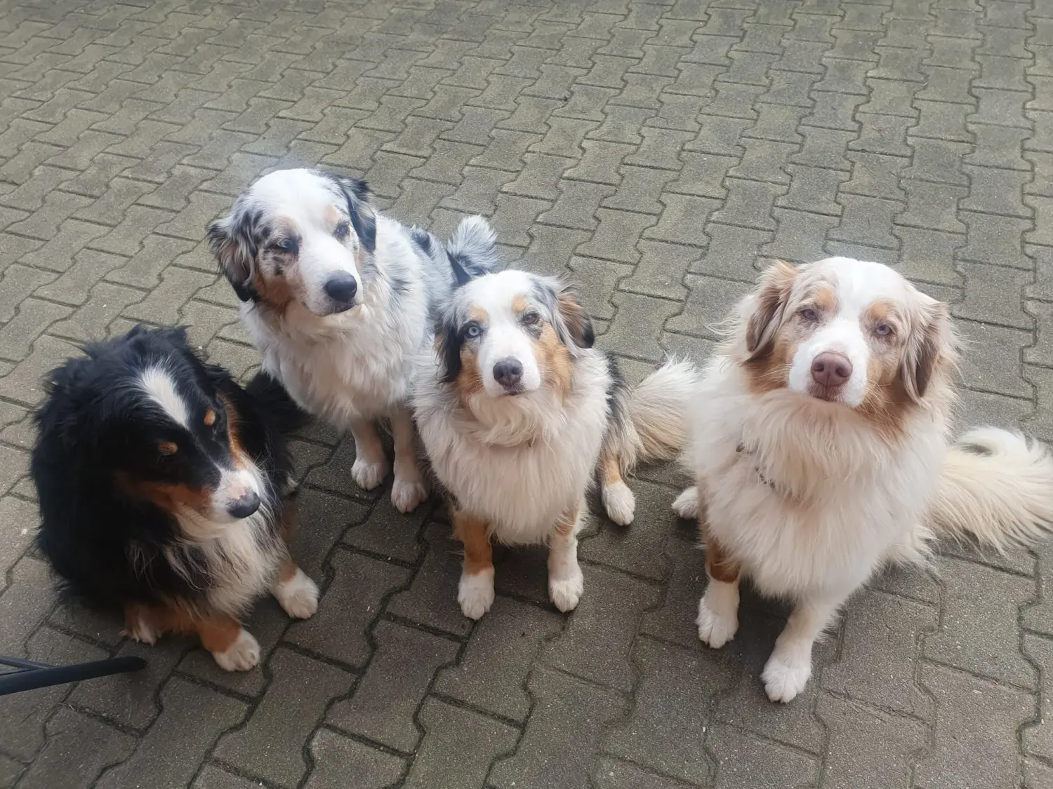 Hund von Zachskorn