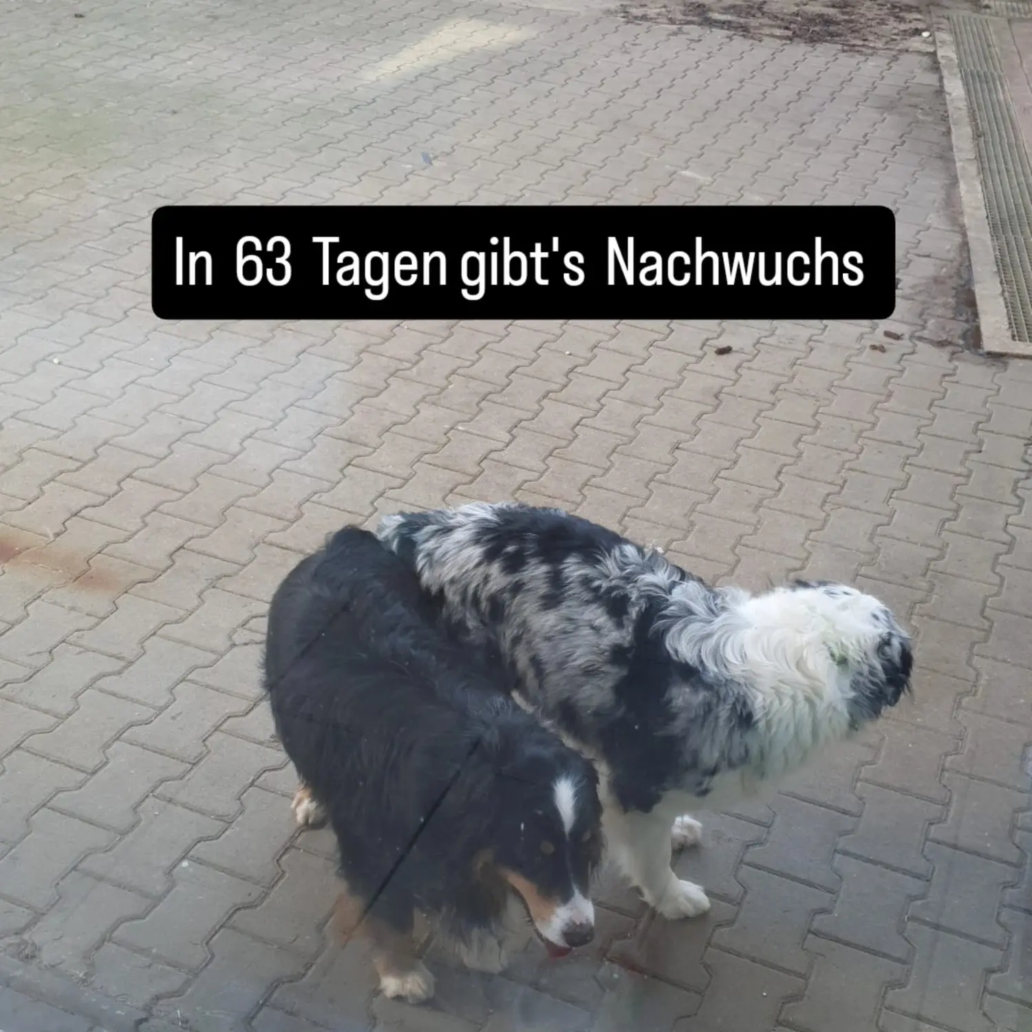 Hund von Zachskorn