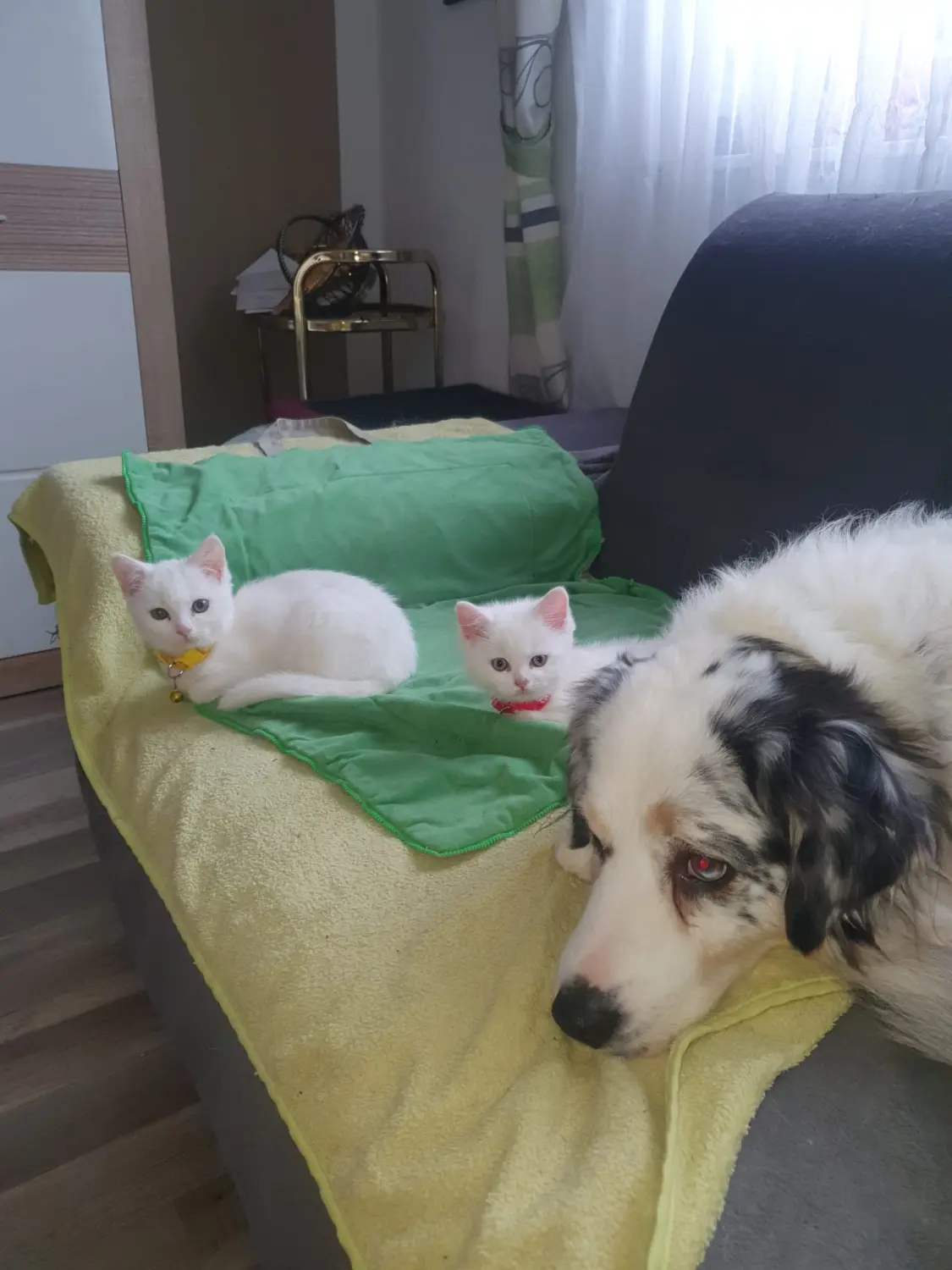 Zwei Kätzchen mit einem Hund von Zachskorn
