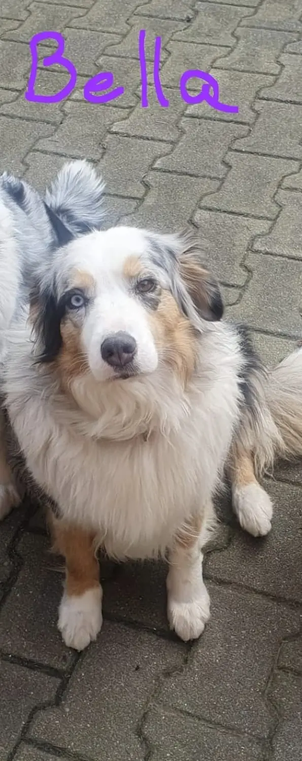 Hund von Zachskorn