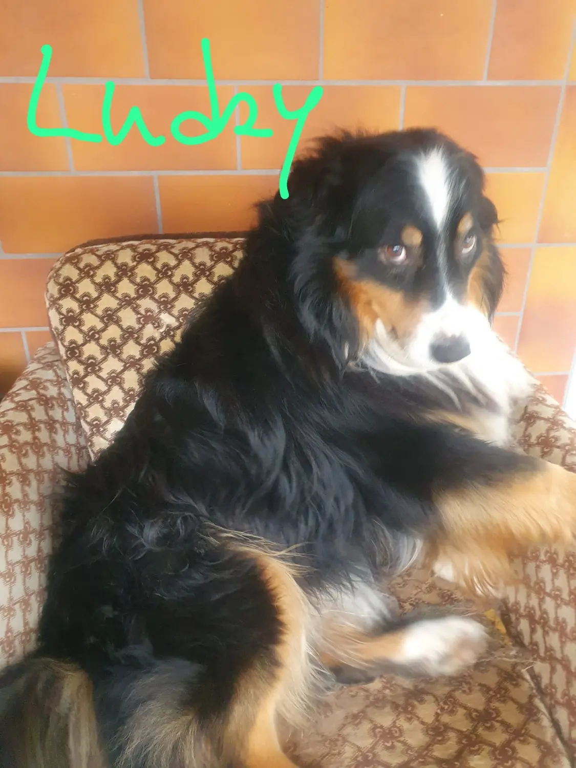 Hund von Zachskorn