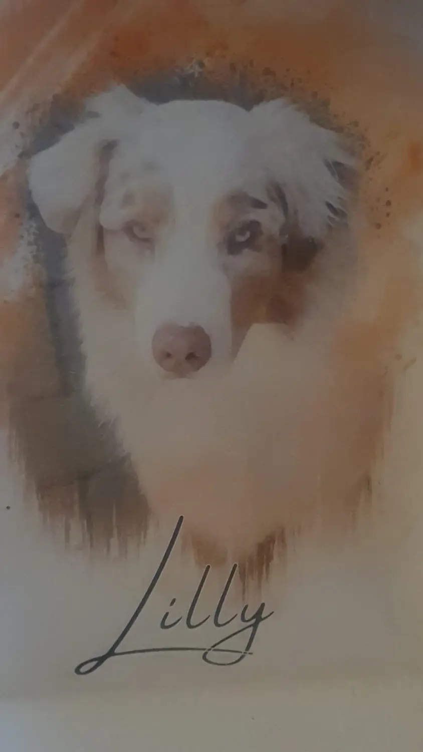 Hund von Zachskorn