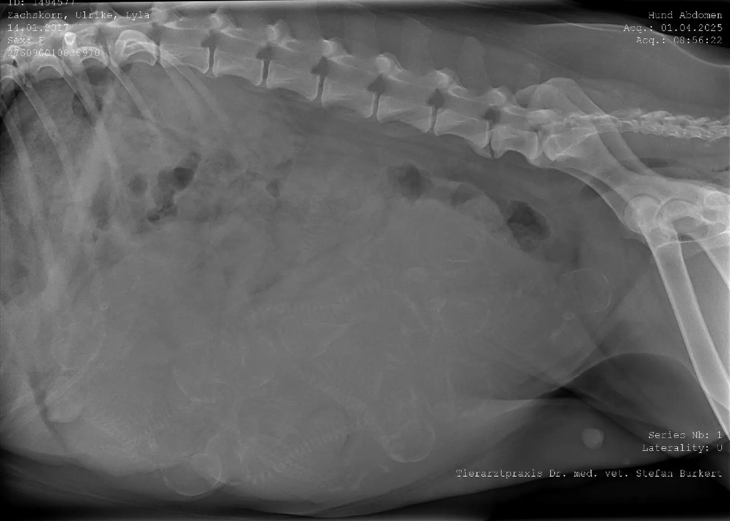 Hund von Zachskorn