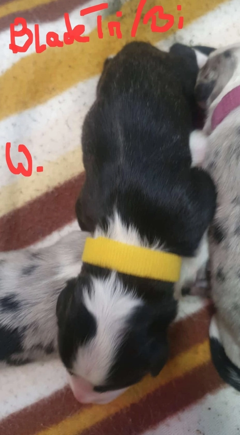 Hund von Zachskorn