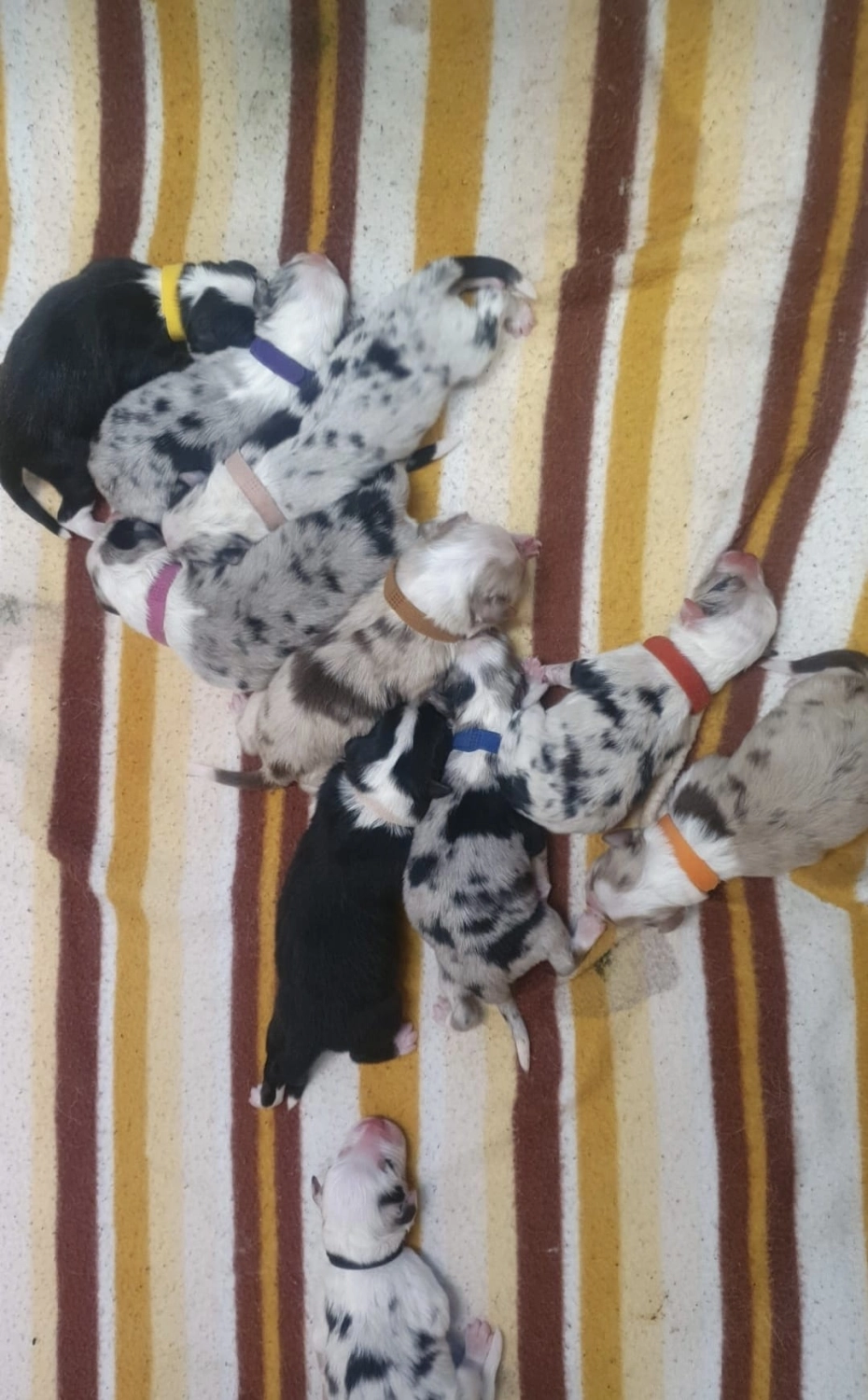 Hund von Zachskorn