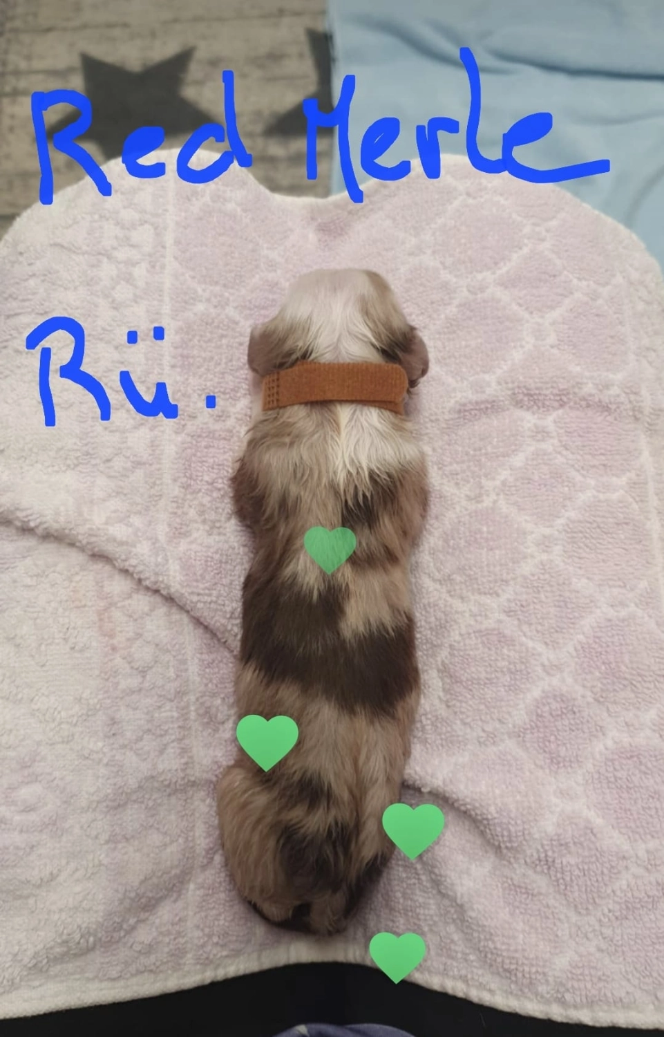 Hund von Zachskorn