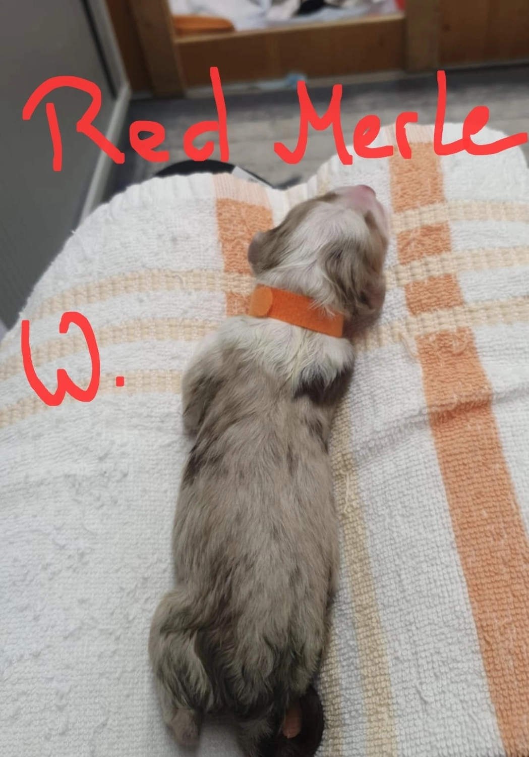 Hund von Zachskorn