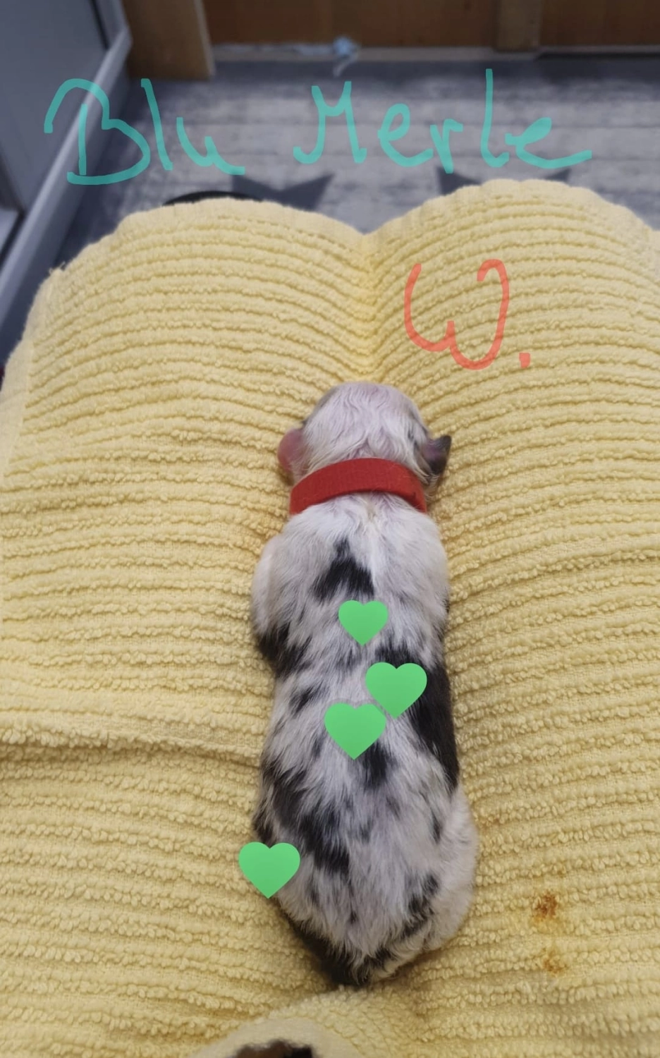 Hund von Zachskorn