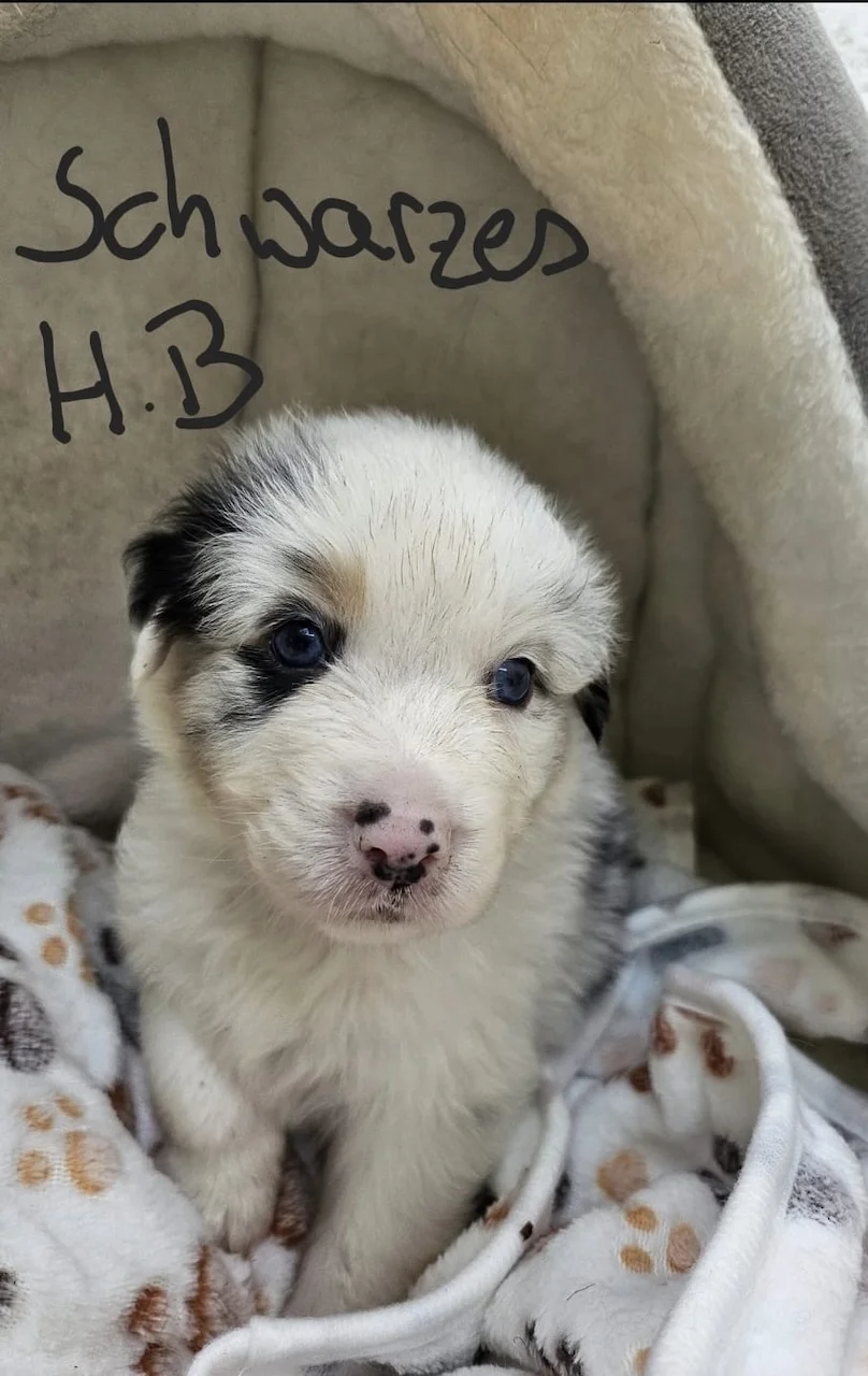 Hund von Zachskorn