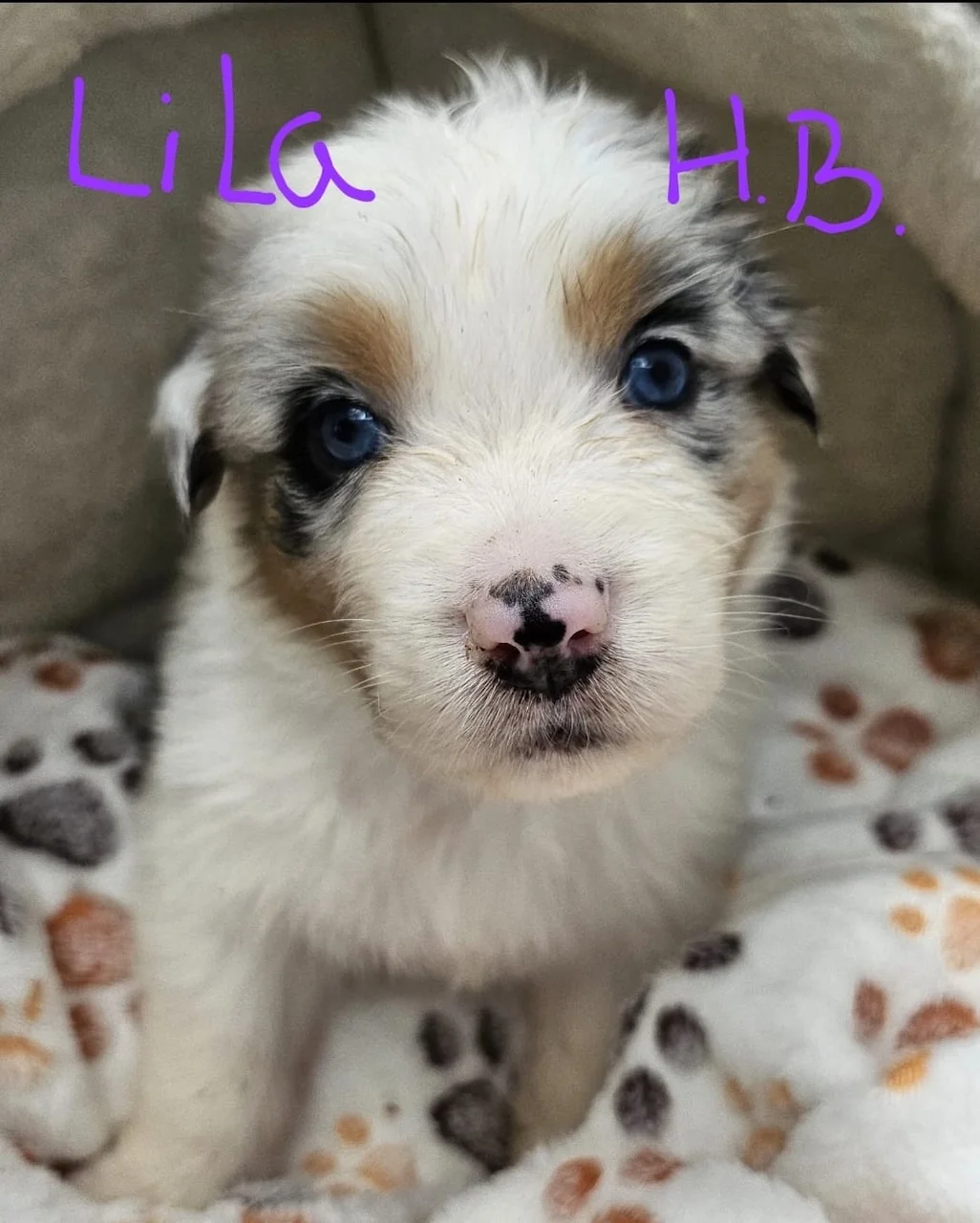 Hund von Zachskorn