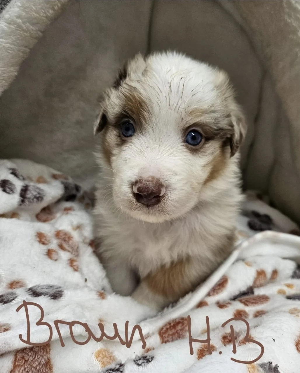Hund von Zachskorn