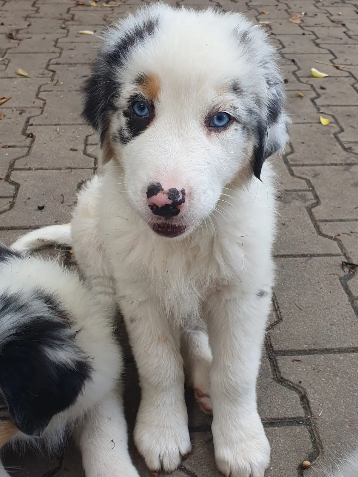 Australian Shepherd