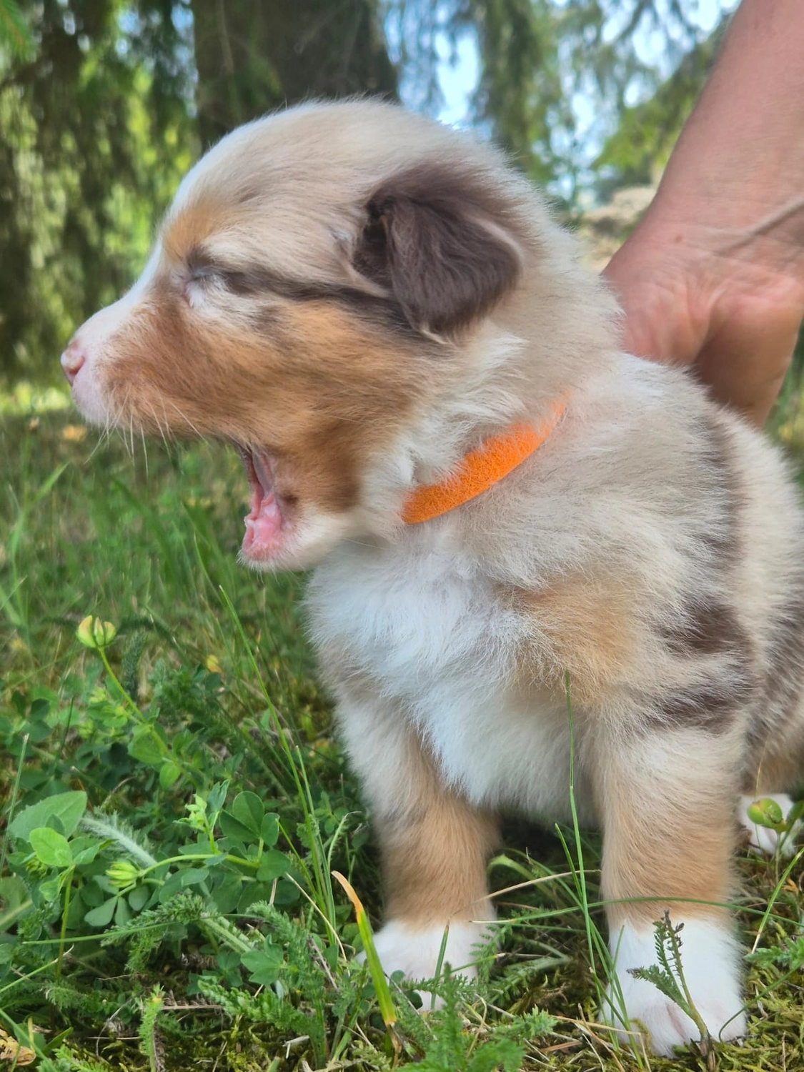 Zwei Kätzchen mit einem Hund von Zachskorn