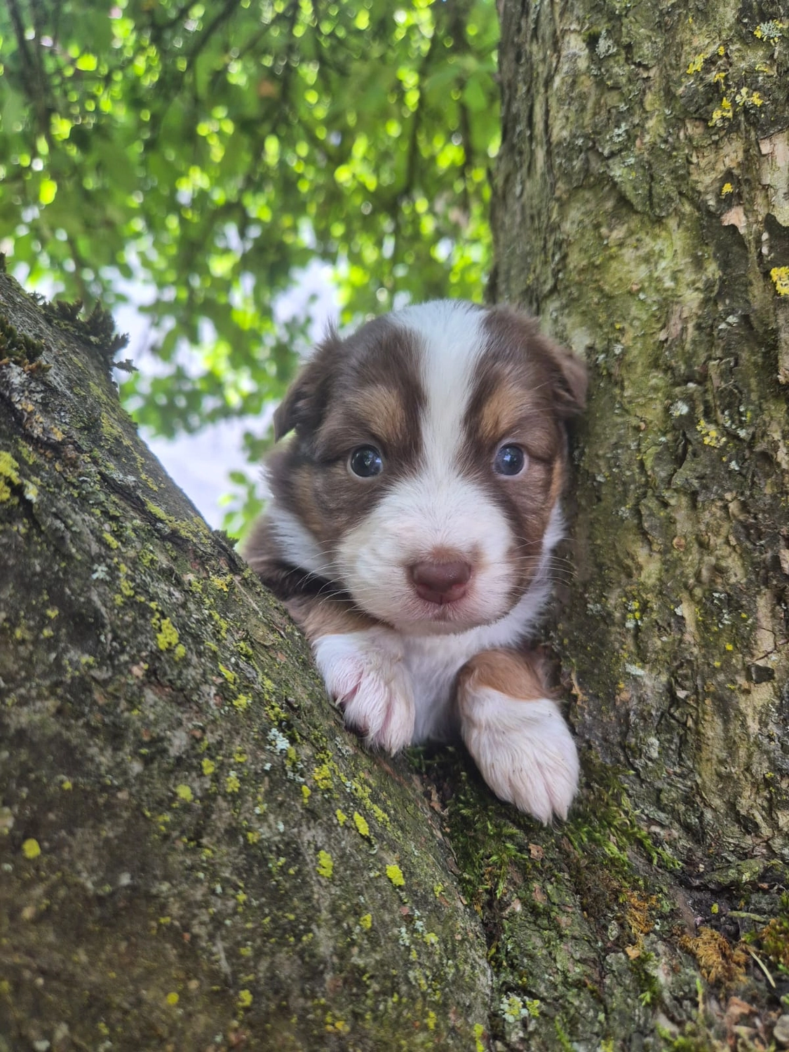 Zwei Kätzchen mit einem Hund von Zachskorn