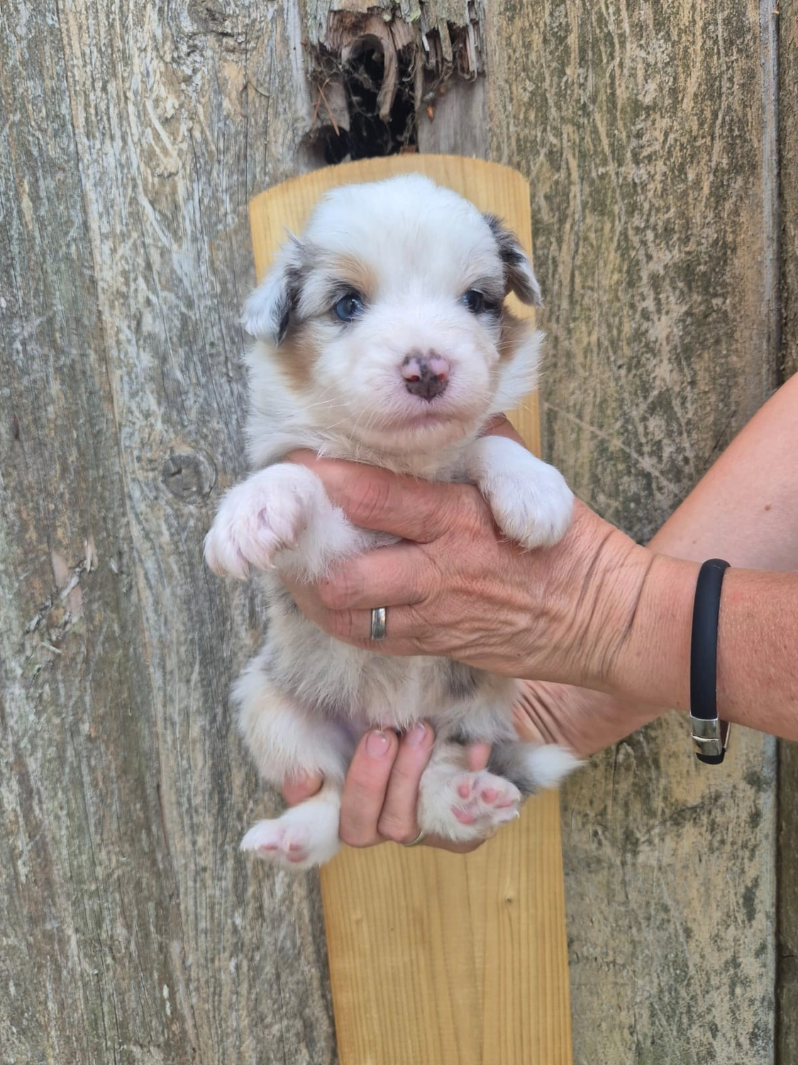 Zwei Kätzchen mit einem Hund von Zachskorn