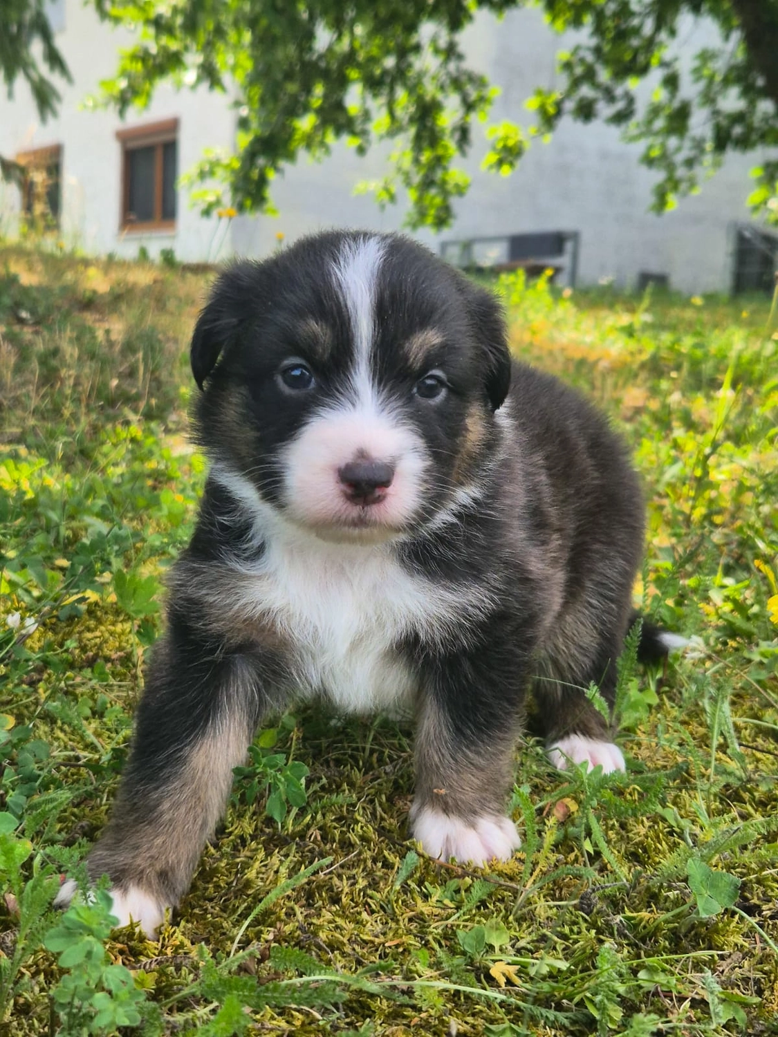 Hund von Zachskorn