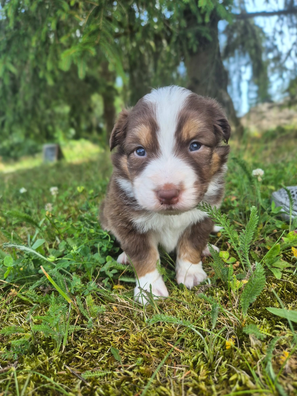 Australian Shepherd