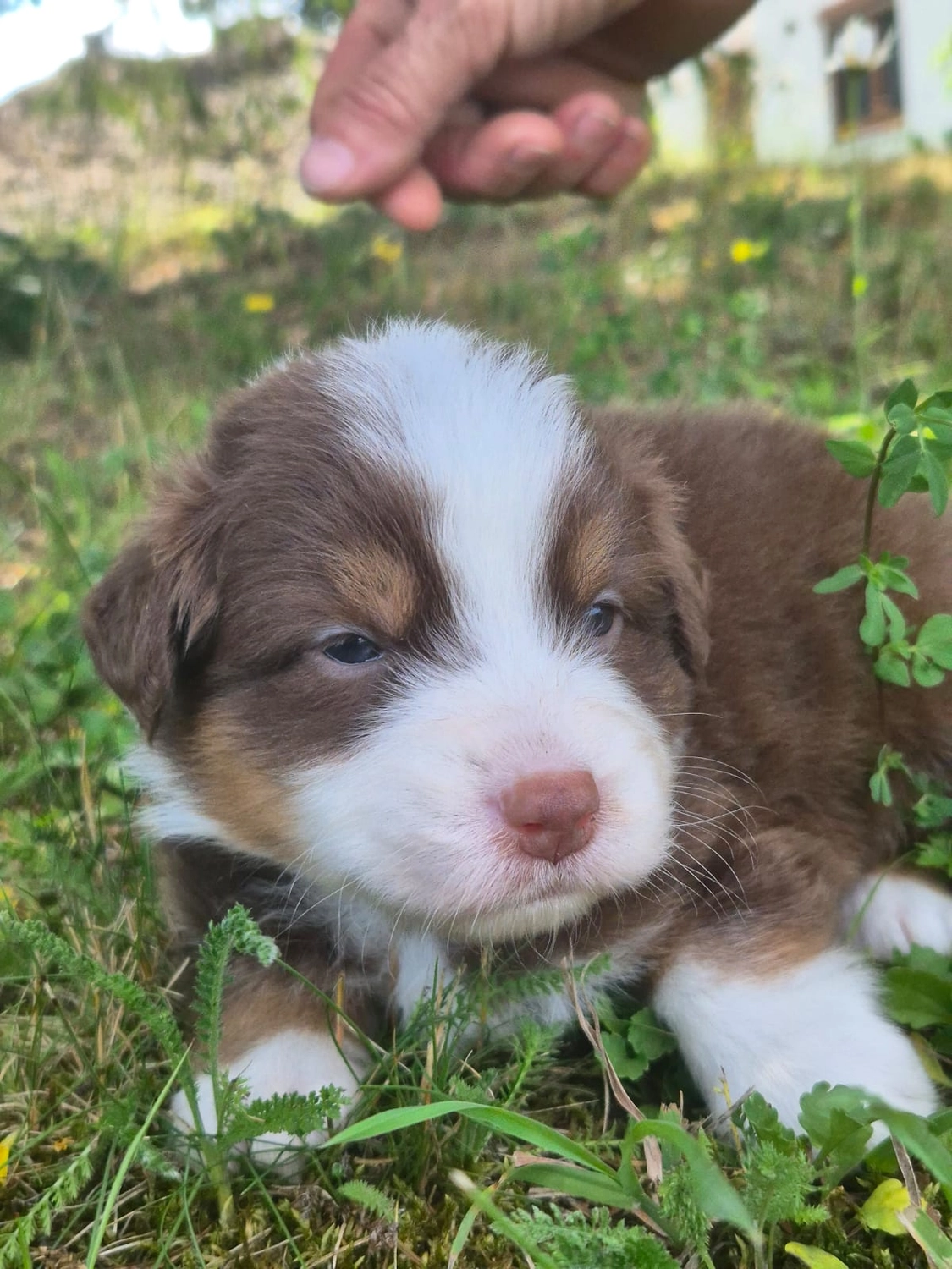 Australian Shepherd