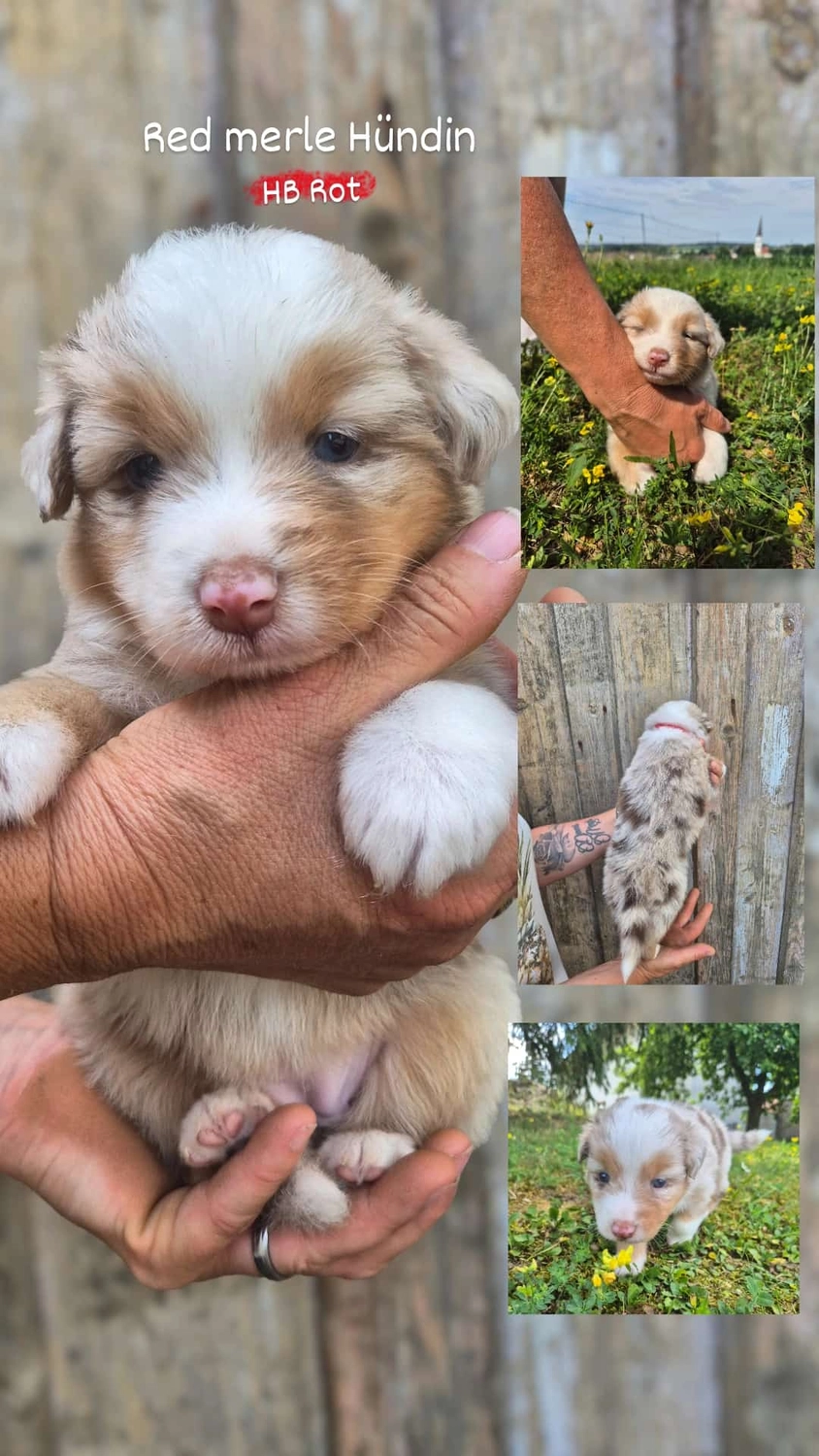 Australian Shepherd