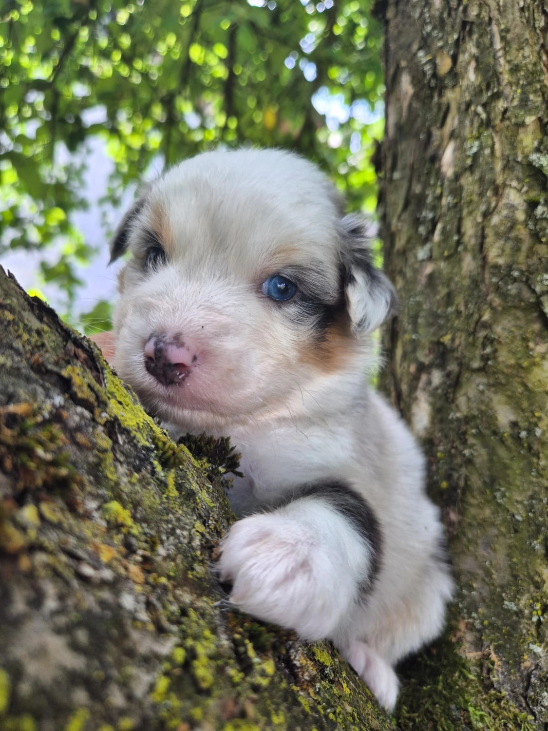 Australian Shepherd
