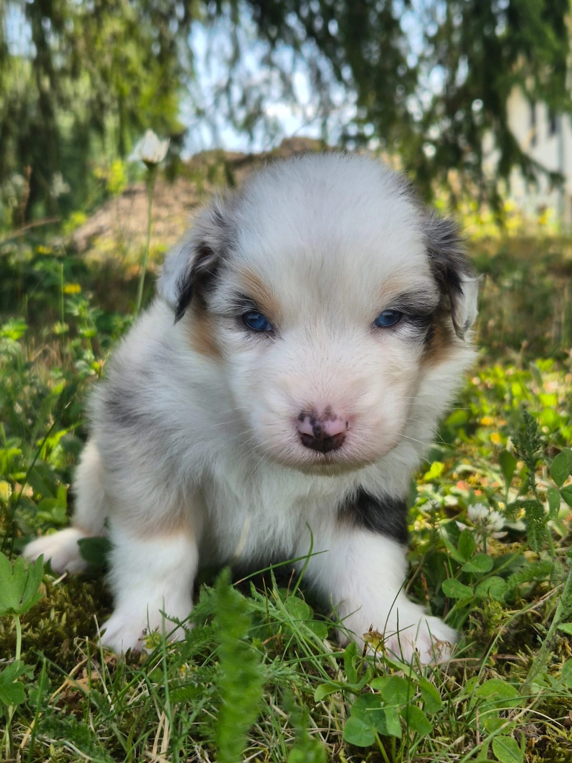 Australian Shepherd