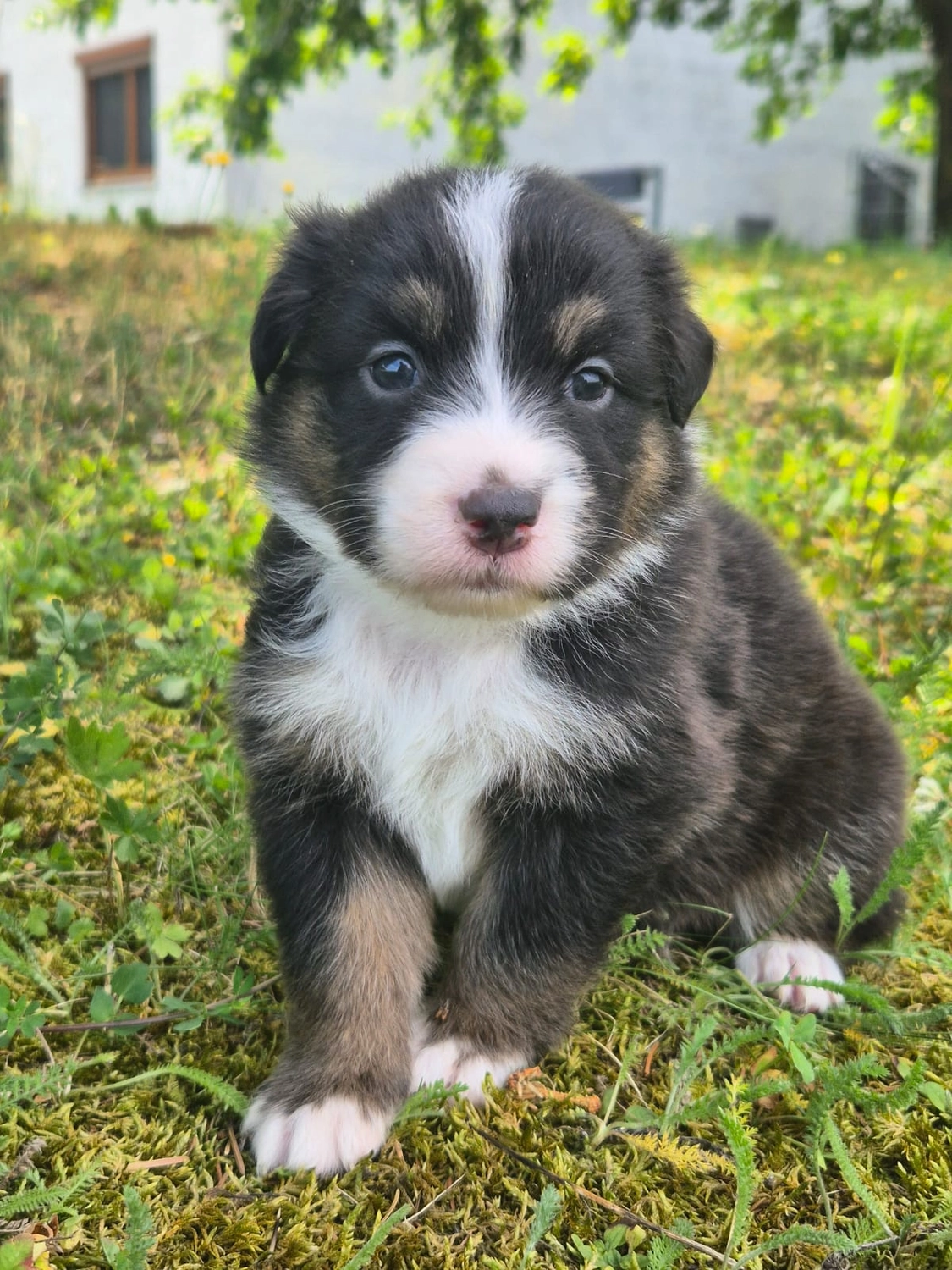 Australian Shepherd