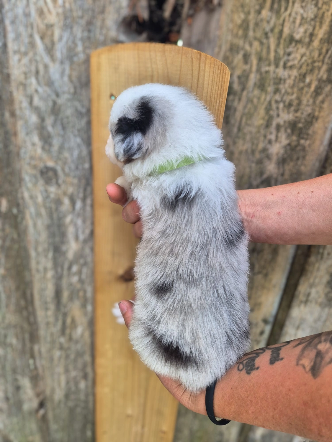 Australian Shepherd