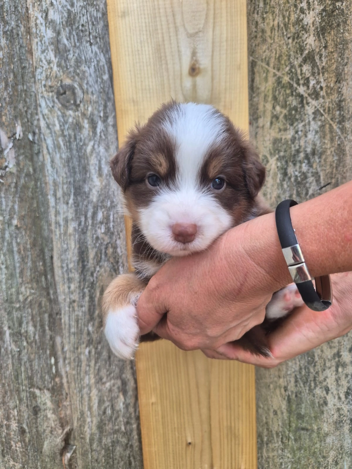 Australian Shepherd