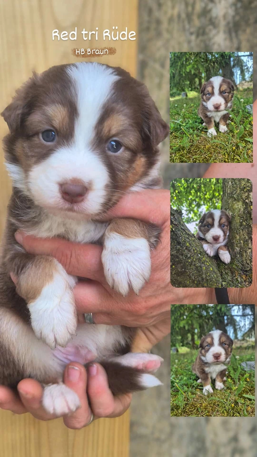 Australian Shepherd