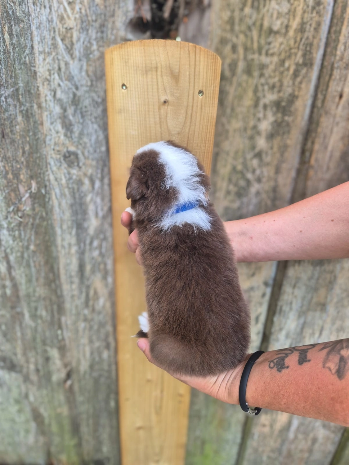 Australian Shepherd