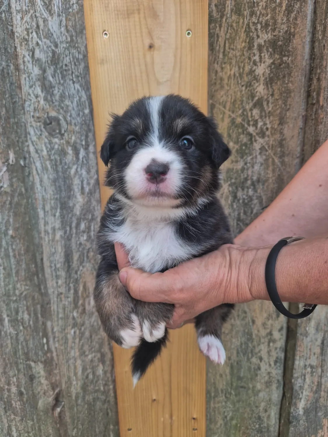 Australian Shepherd