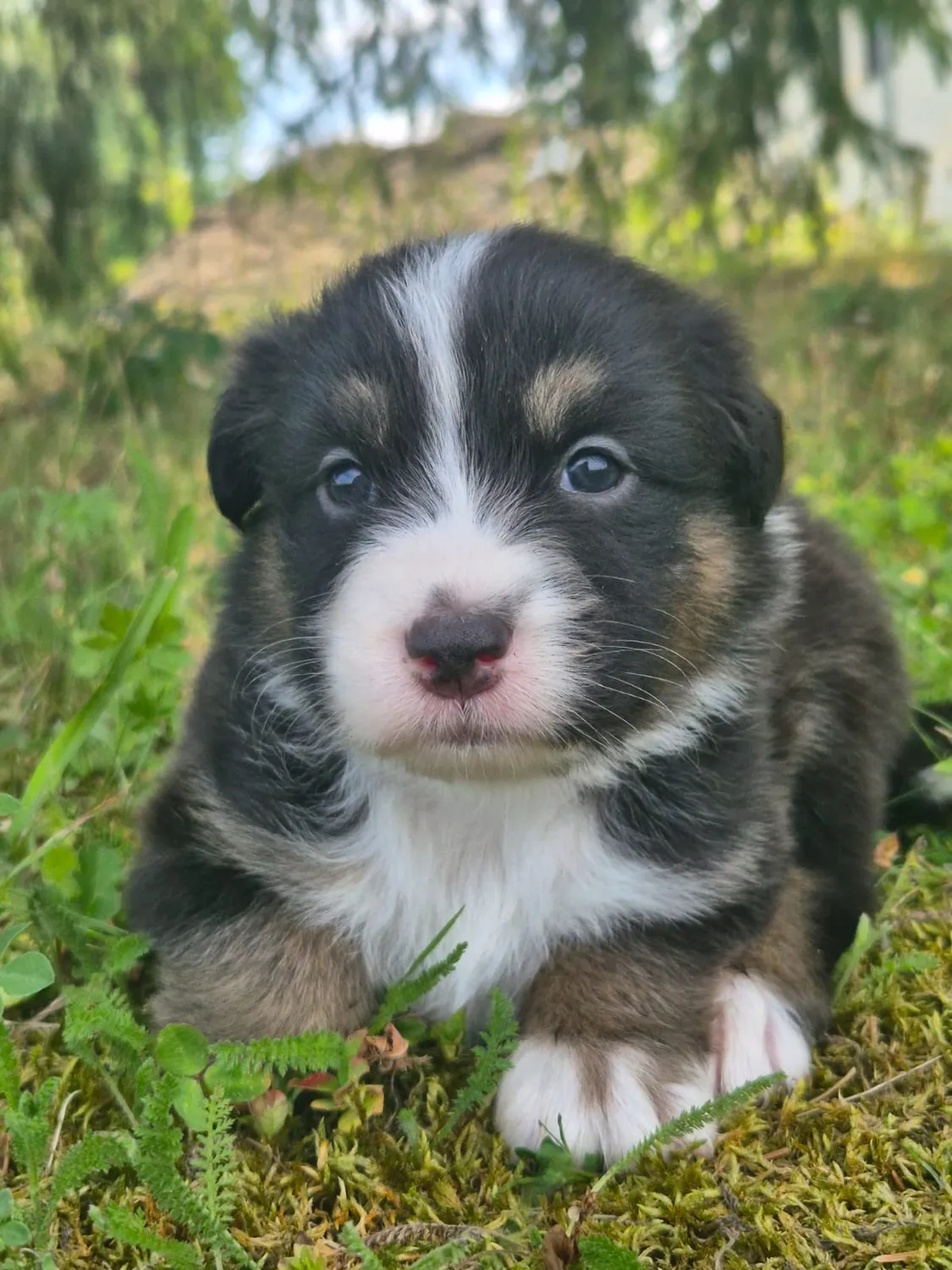 Australian Shepherd
