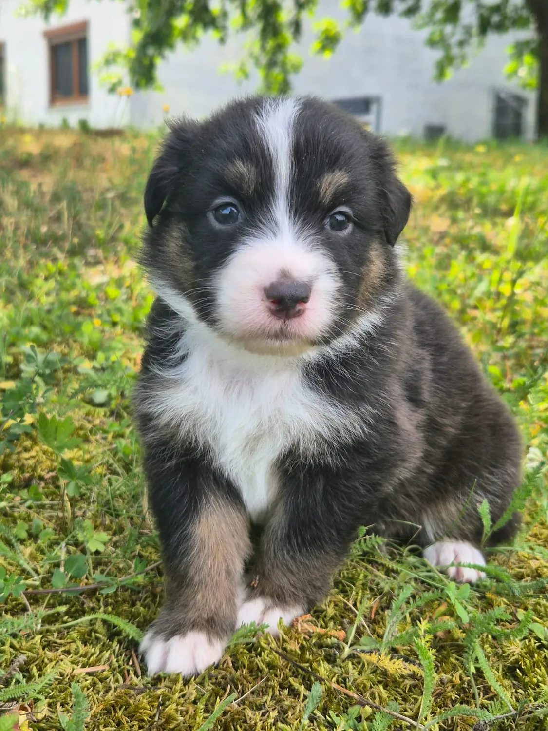 Australian Shepherd
