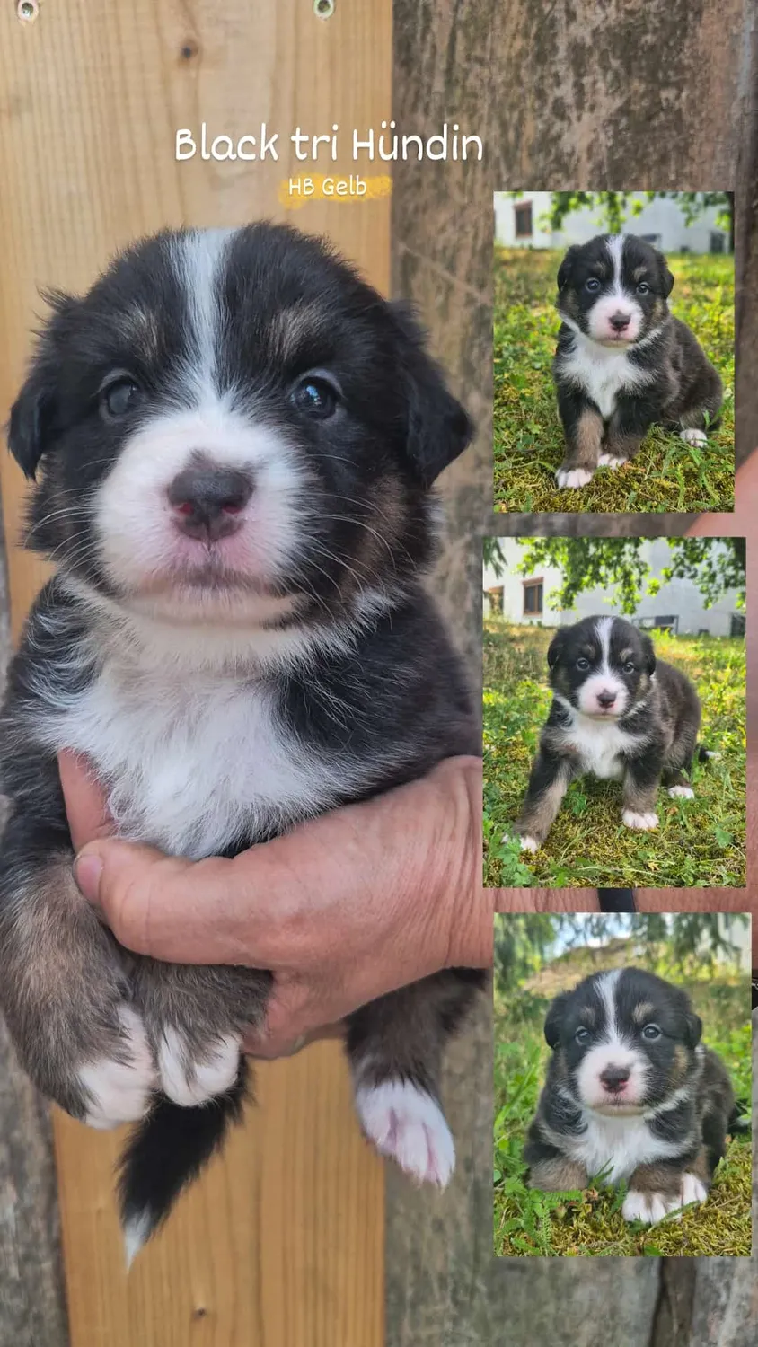 Australian Shepherd