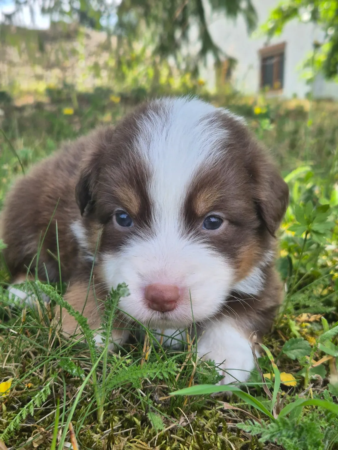Australian Shepherd